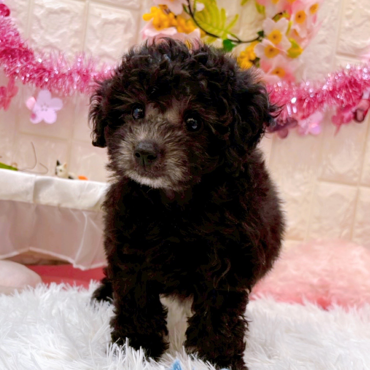 岡山県のトイプードル(トイ) (犬の家＆猫の里倉敷店/2026年2月1日生まれ/女の子/グレー)の子犬の4枚目の画像