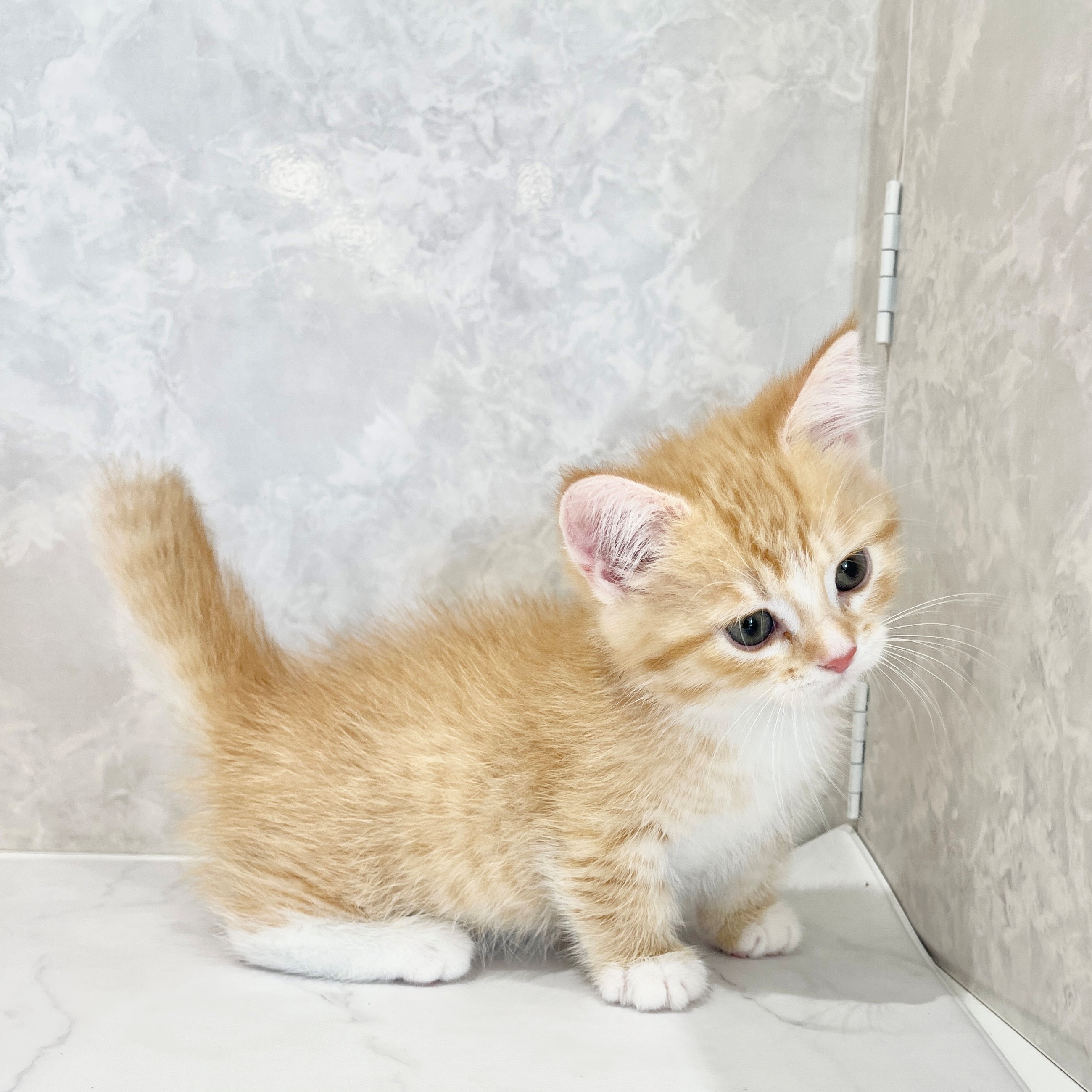 福岡県のミヌエット (犬の家＆猫の里くりえいと宗像店/2026年2月1日生まれ/女の子/レッドタビーホワイト)の子猫の4枚目の画像