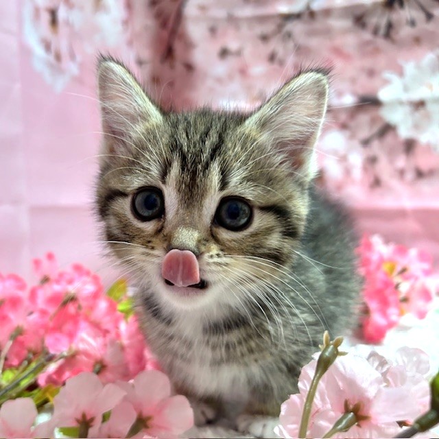 福岡県のミヌエット (犬の家＆猫の里トリアス久山店/2026年2月1日生まれ/男の子/ブラウンタビーホワイト)の子猫の4枚目の画像