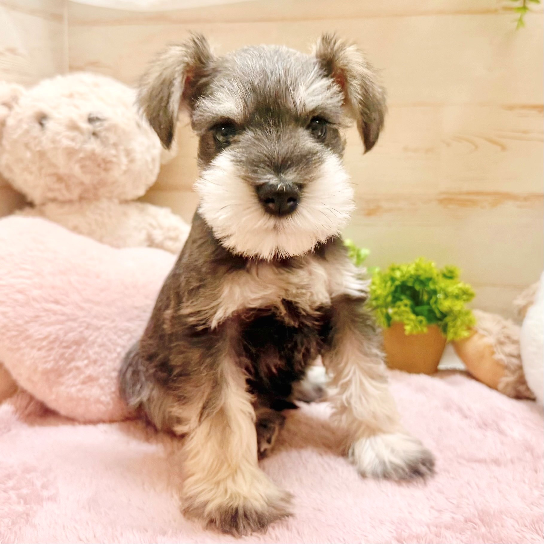 兵庫県のミニチュアシュナウザー (犬の家＆猫の里神戸店/2026年1月31日生まれ/男の子/ソルトペッパー)の子犬の4枚目の画像