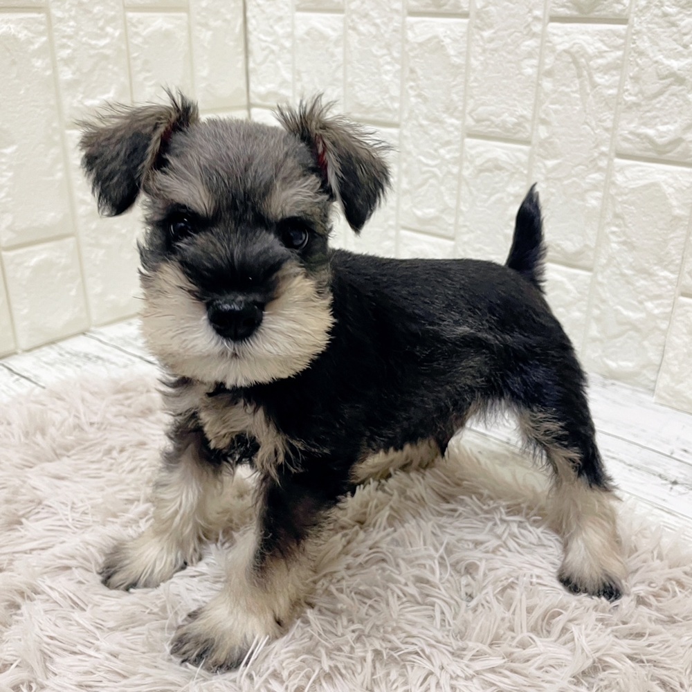 岡山県のミニチュアシュナウザー (犬の家＆猫の里岡山店/2026年1月31日生まれ/男の子/ソルトペッパー)の子犬の4枚目の画像