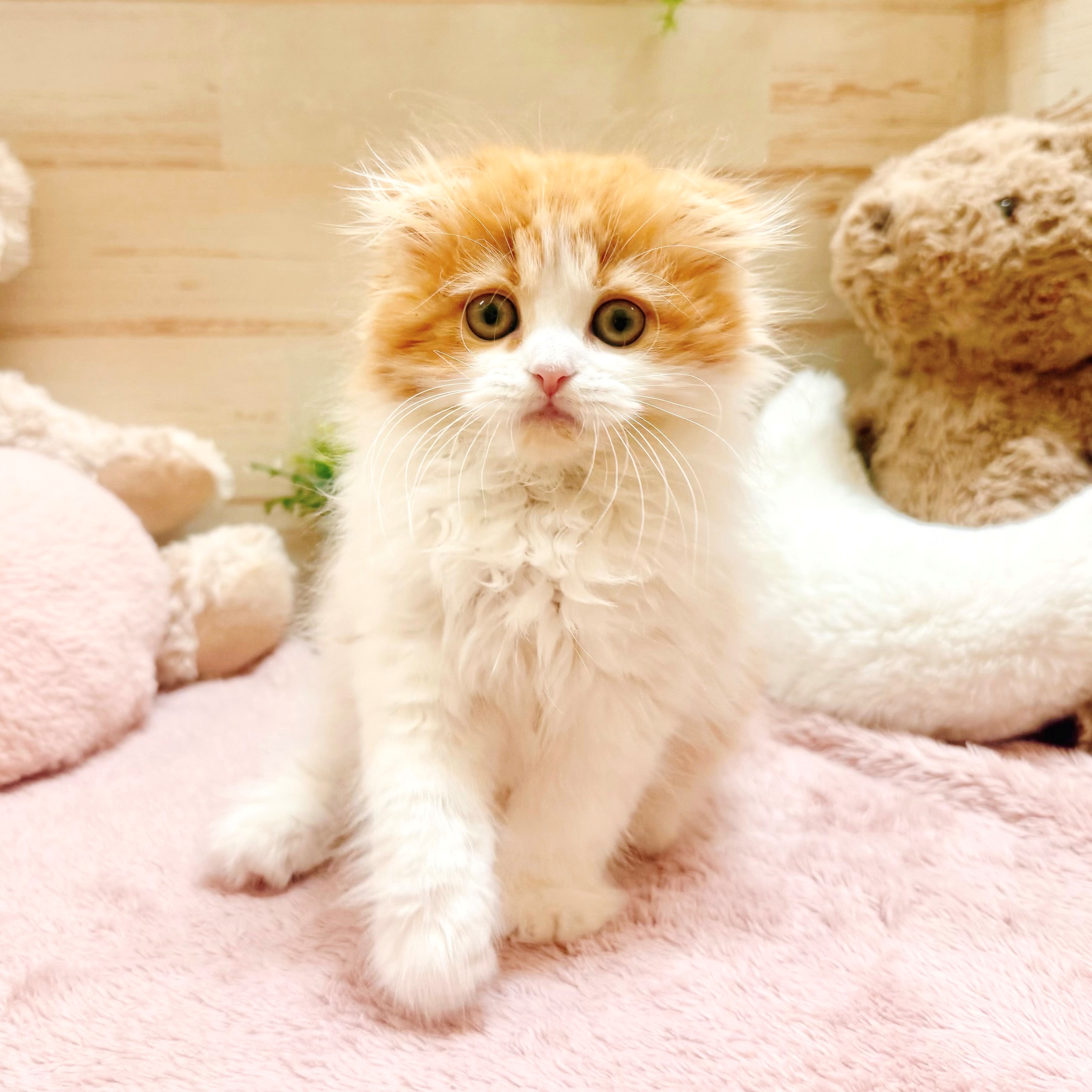 兵庫県のスコティッシュフォールド (犬の家＆猫の里神戸店/2026年1月27日生まれ/男の子/レッドタビーホワイト)の子猫の4枚目の画像