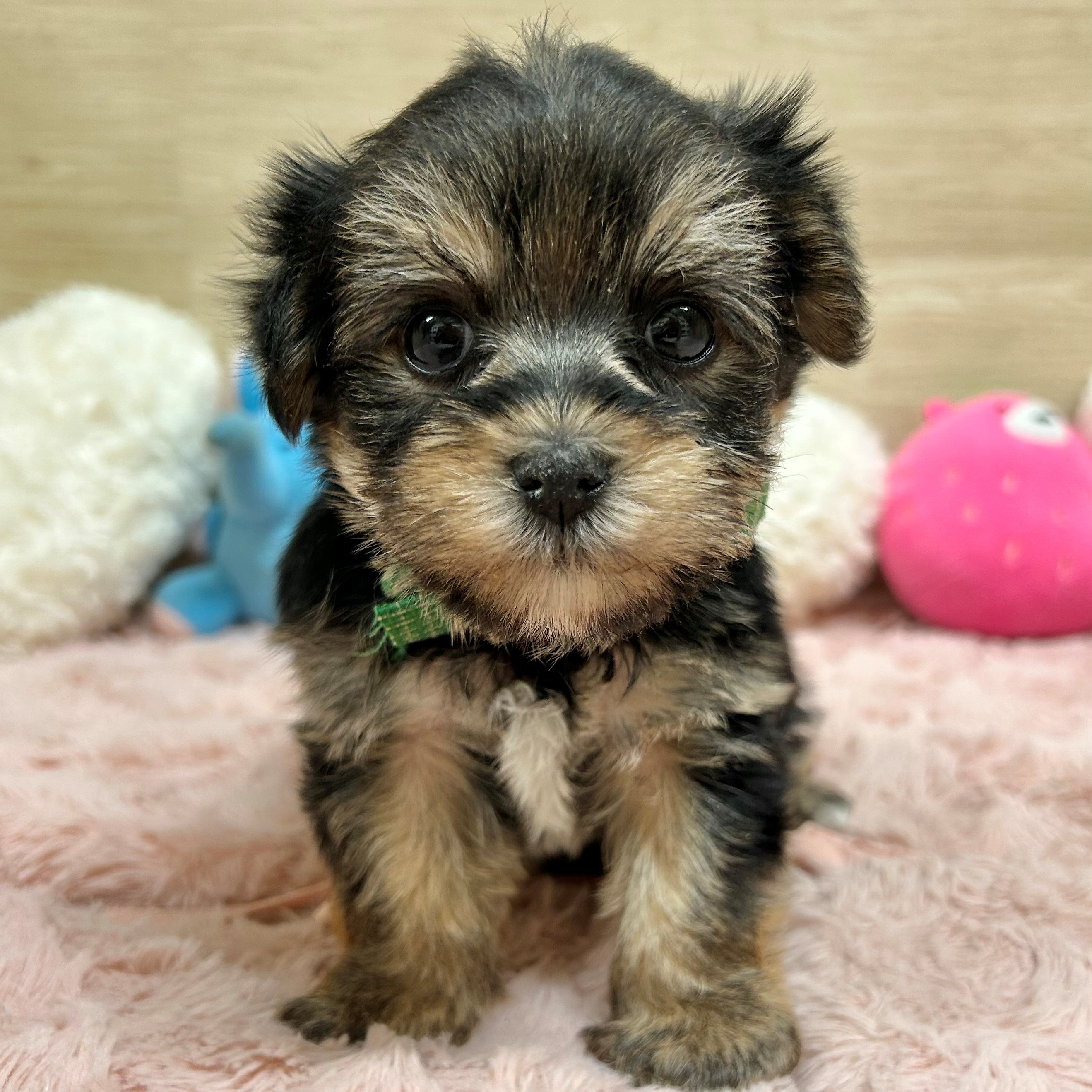 大阪府のマルキー/マルヨーキー(マルチーズ×ヨークシャーテリア) (犬の家＆猫の里そよら東岸和田店/2026年1月30日生まれ/男の子/ブラックタン)の子犬の4枚目の画像