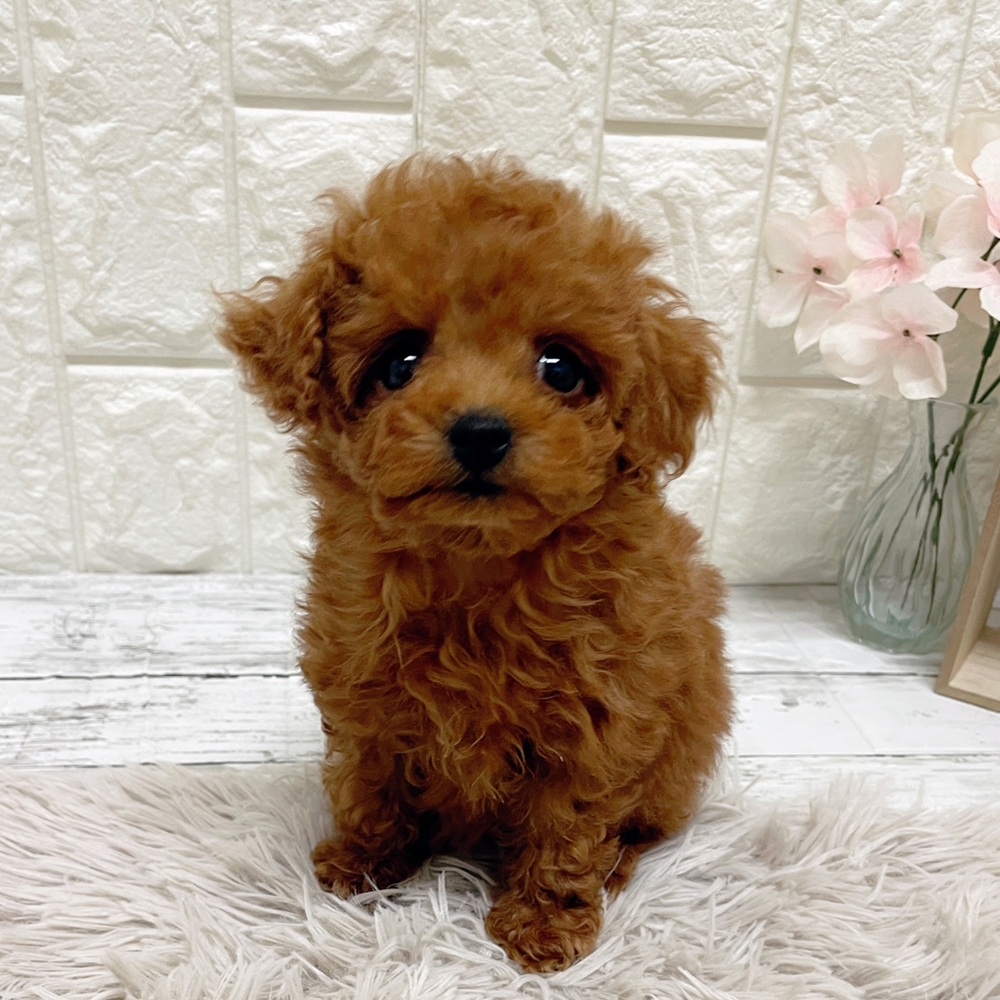 トイプードル女の子の写真