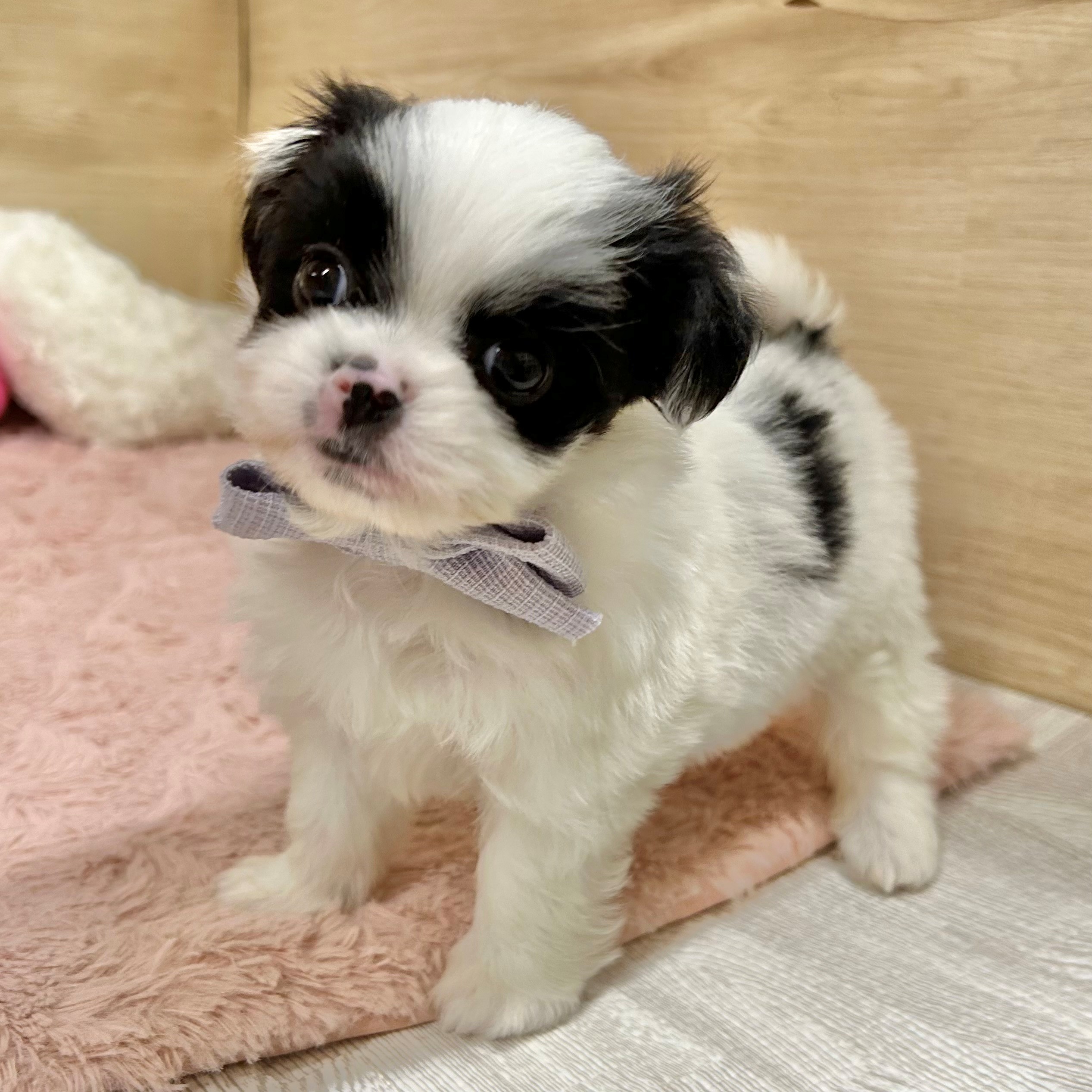 大阪府のハーフ犬・ミックス犬 (犬の家＆猫の里そよら東岸和田店/2026年1月31日生まれ/男の子/パーティーカラー)の子犬の4枚目の画像