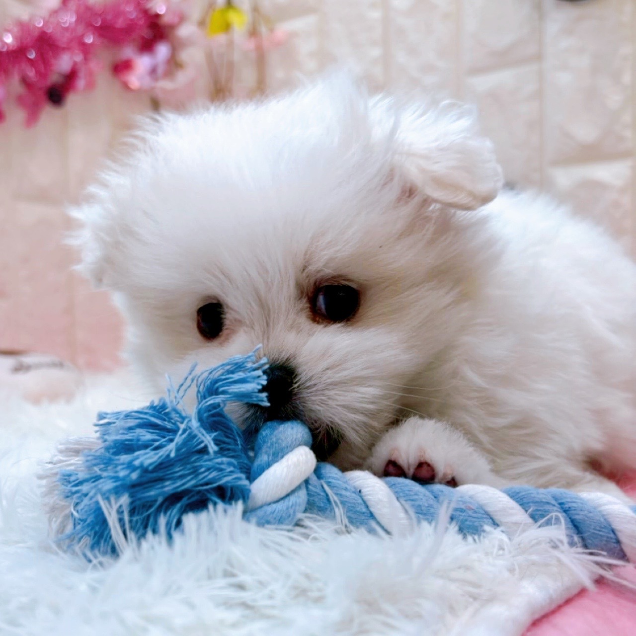 岡山県のポメマル/マルポメ(ポメラニアン×マルチーズ) (犬の家＆猫の里倉敷店/2026年2月1日生まれ/男の子/ホワイト)の子犬の4枚目の画像