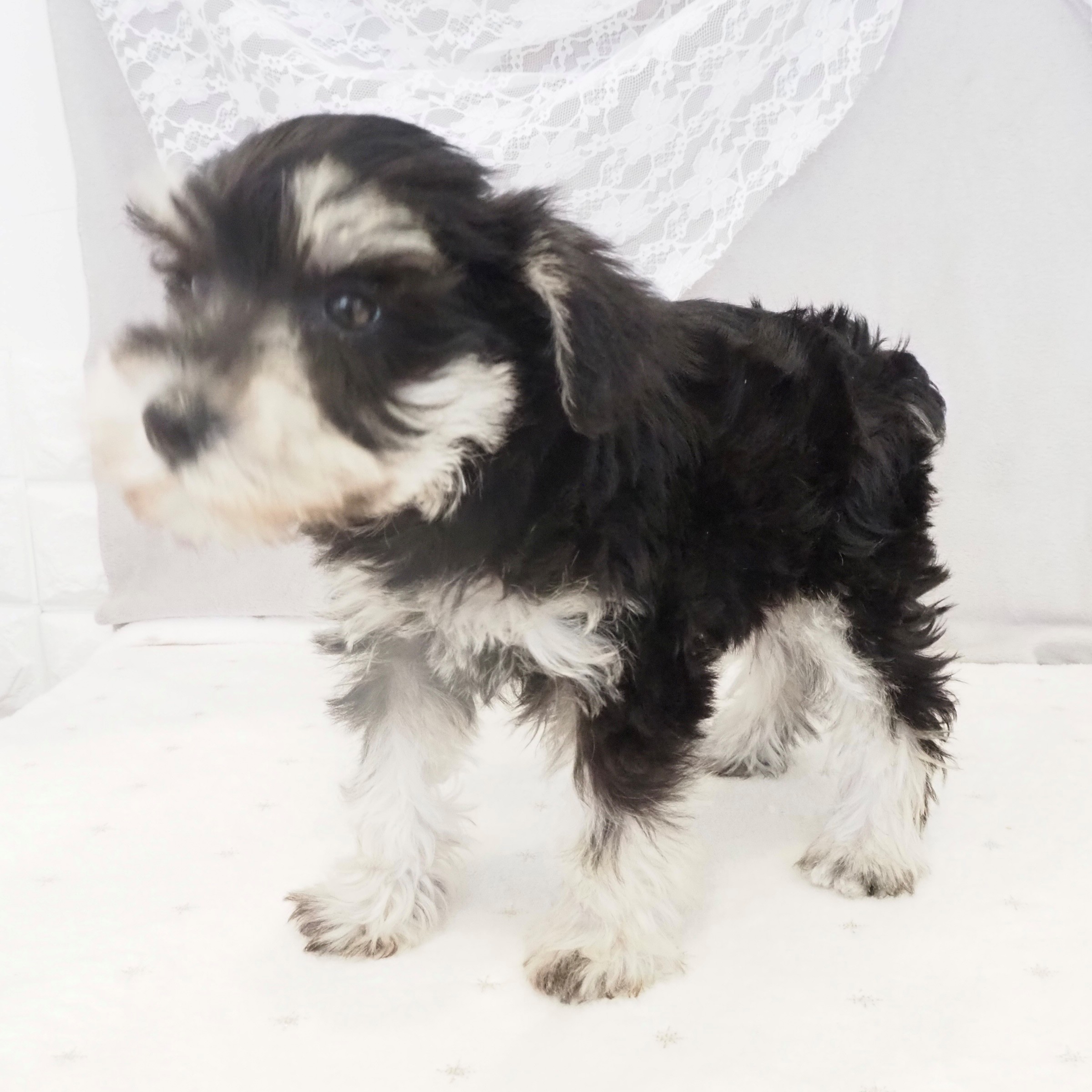 大阪府のミニチュアシュナウザー (犬の家＆猫の里もりのみやキューズモールBASE店/2026年2月1日生まれ/女の子/ブラックシルバー)の子犬の4枚目の画像