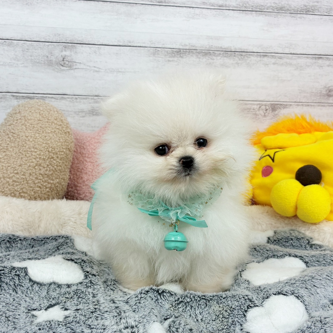 兵庫県のポメラニアン (犬の家＆猫の里川西店/2026年1月31日生まれ/男の子/クリーム)の子犬の4枚目の画像