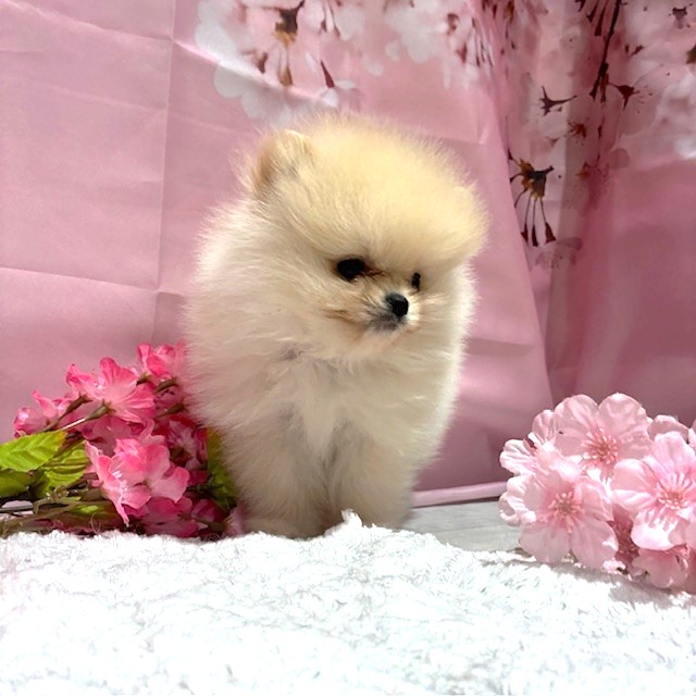 福岡県のポメラニアン (犬の家＆猫の里トリアス久山店/2026年1月31日生まれ/男の子/クリーム)の子犬の4枚目の画像