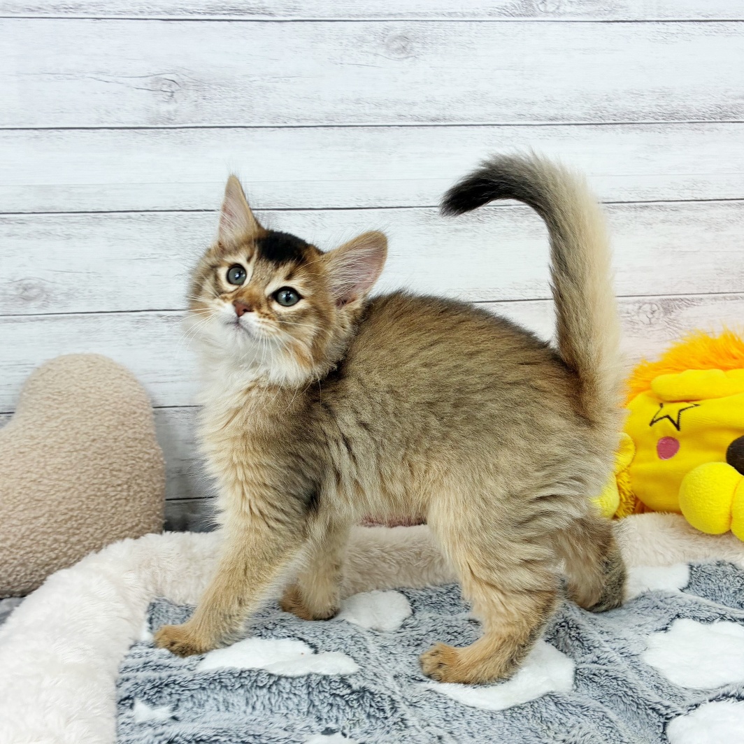 兵庫県のソマリ (犬の家＆猫の里川西店/2026年1月27日生まれ/女の子/ルディ)の子猫の4枚目の画像