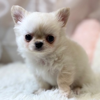 兵庫県のチワワ(ロング) (犬の家＆猫の里カナート西神戸店/2026年1月30日生まれ/男の子/ホワイト)の子犬の4枚目の画像