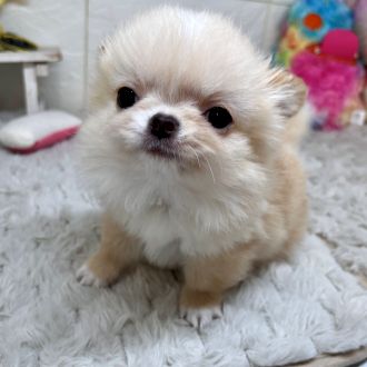 兵庫県のチワワ(ロング) (犬の家＆猫の里ゆめタウン姫路店/2026年1月30日生まれ/男の子/クリーム)の子犬の4枚目の画像