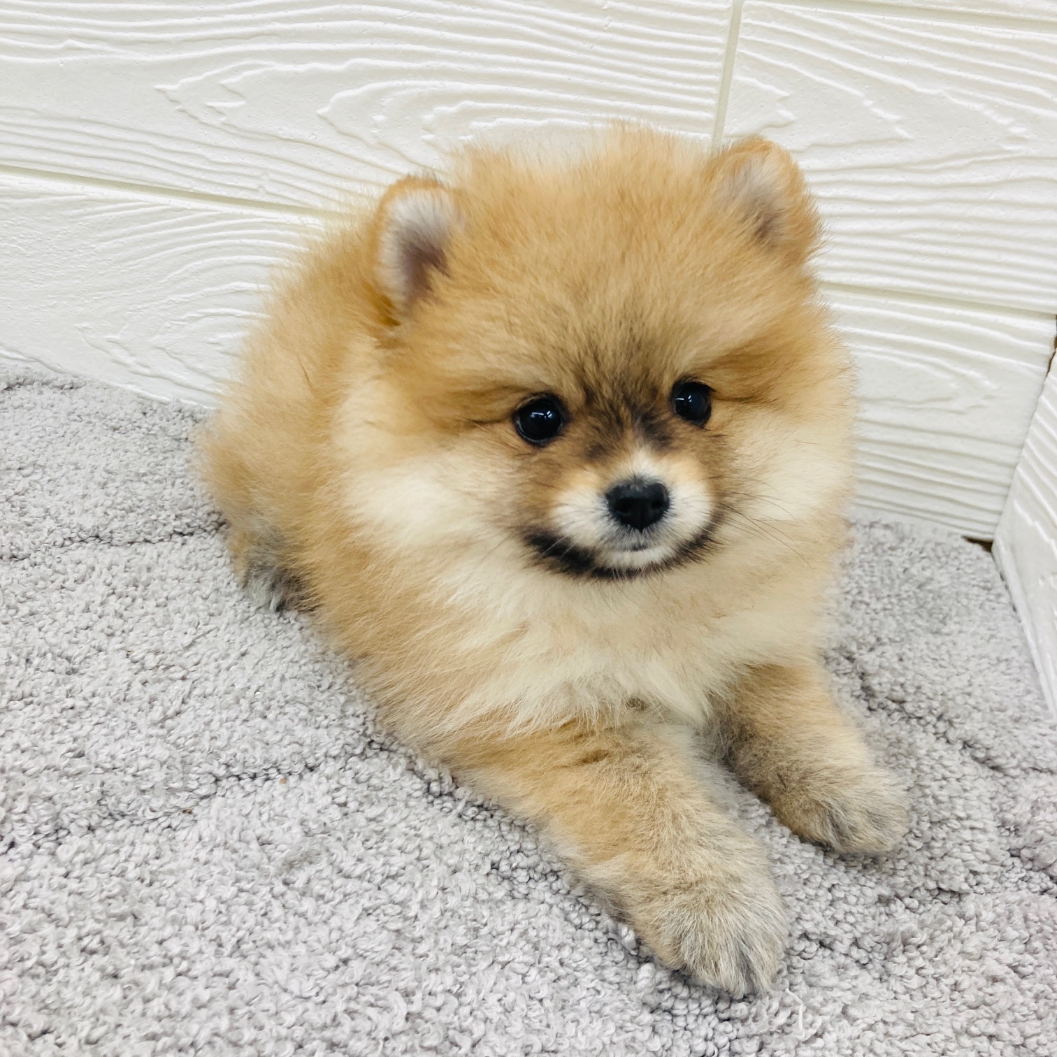 愛知県のポメラニアン (犬の家＆猫の里七宝店/2026年1月31日生まれ/女の子/オレンジ)の子犬の4枚目の画像