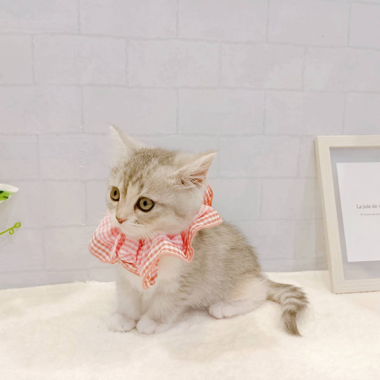 石川県のミヌエット (犬の家＆猫の里金沢店/2026年2月1日生まれ/女の子/シルバーパッチドタビー)の子猫の4枚目の画像