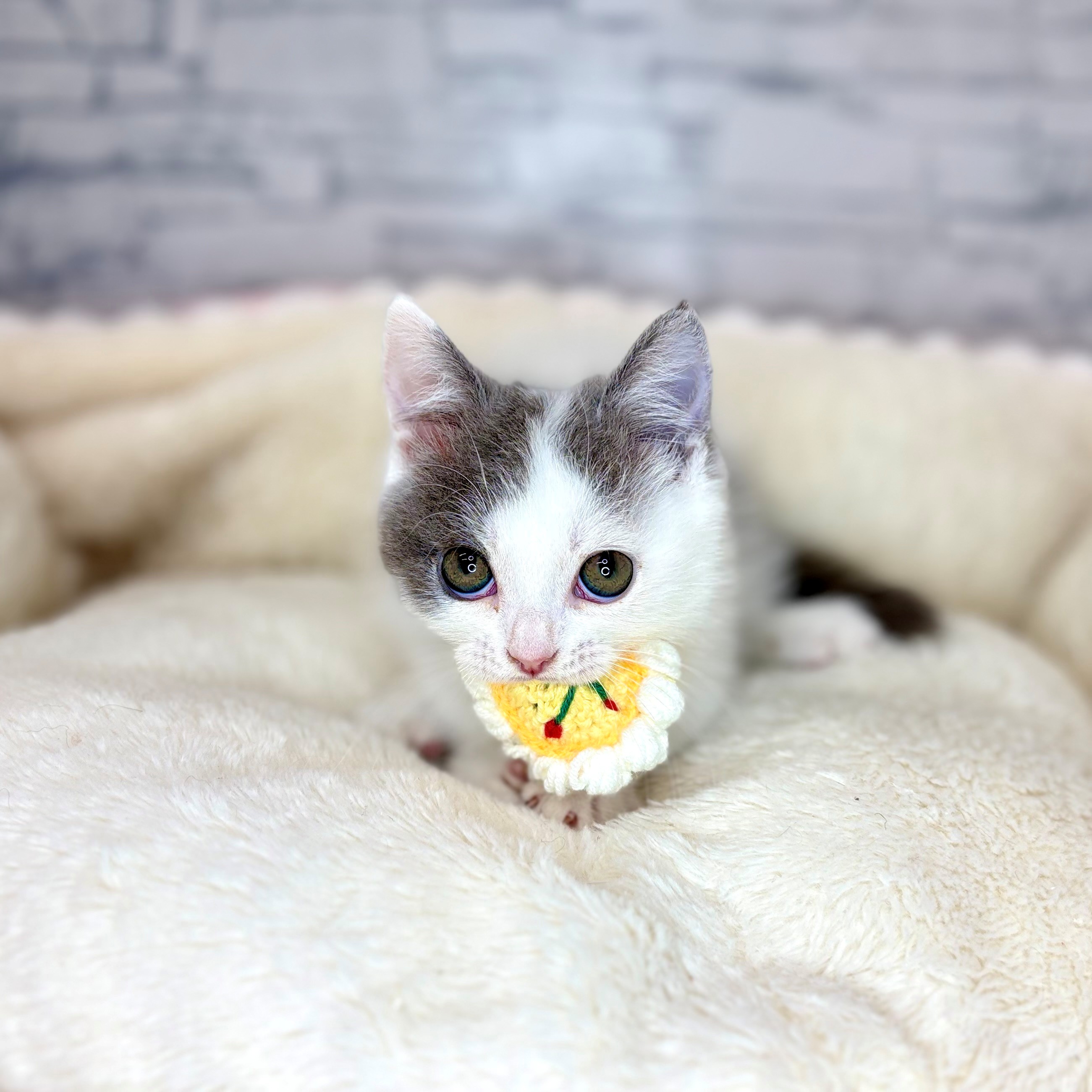 長野県のマンチカン (犬の家＆猫の里長野店/2026年2月1日生まれ/男の子/ブルーホワイト)の子猫の4枚目の画像