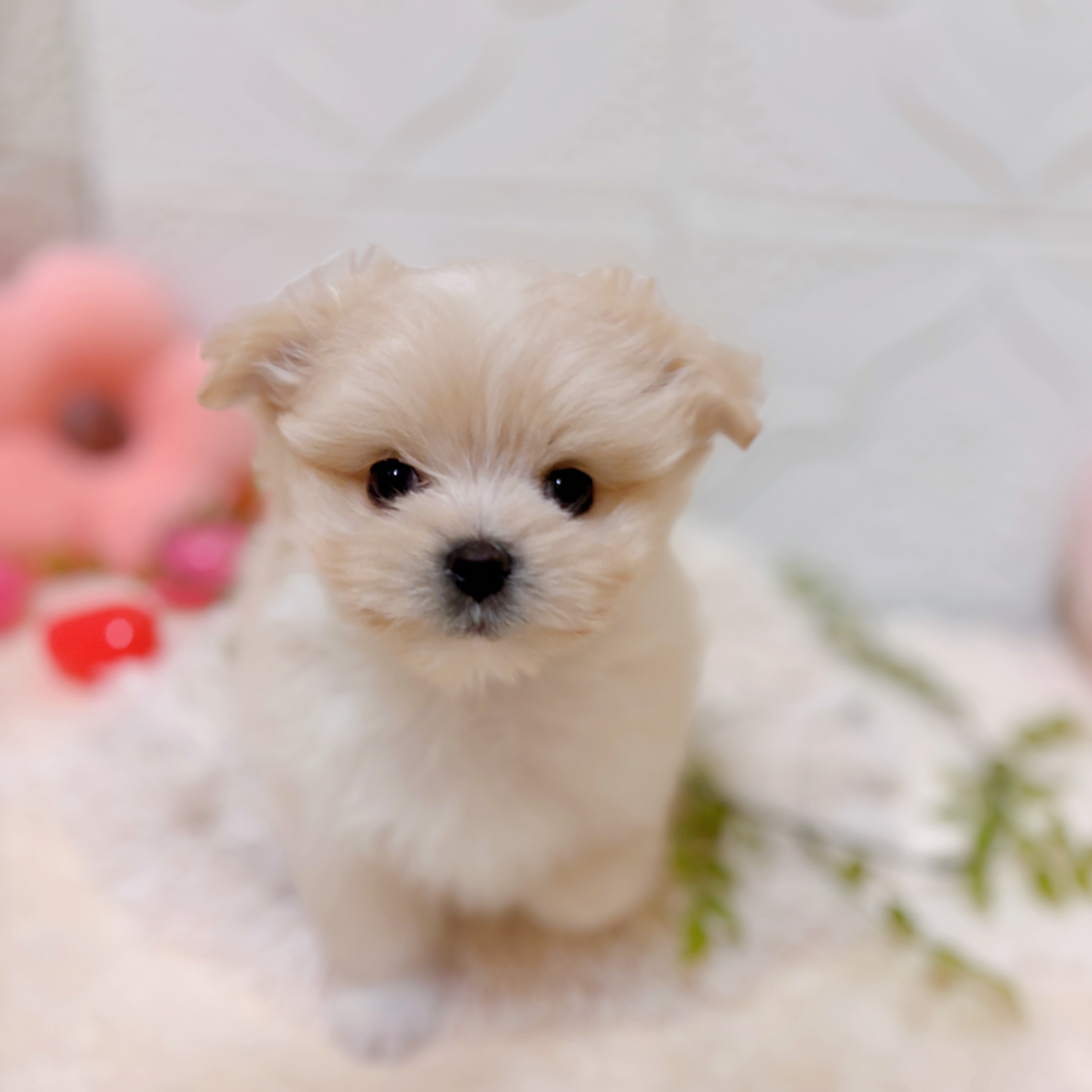 愛知県のポメマル/マルポメ(ポメラニアン×マルチーズ) (犬の家＆猫の里岡崎店/2026年2月1日生まれ/男の子/クリームホワイト)の子犬の4枚目の画像