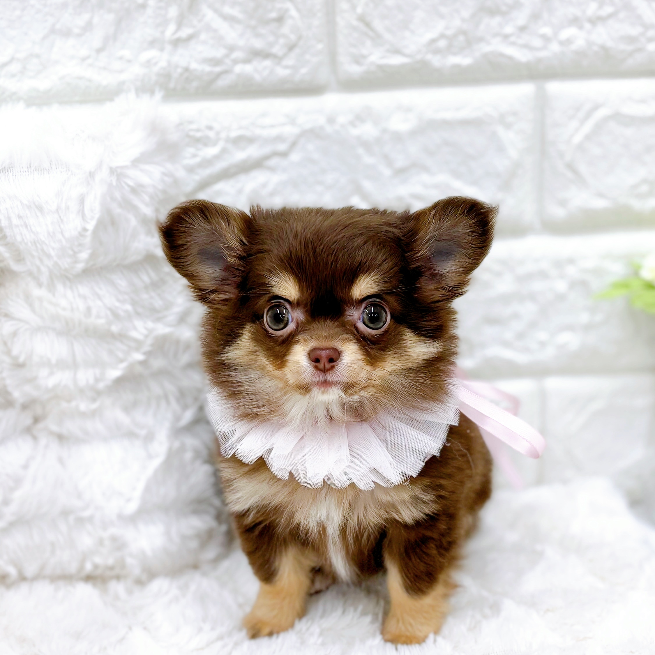 福井県のチワワ(ロング) (犬の家＆猫の里アミーゴ福井店/2026年1月25日生まれ/女の子/チョコレートタン)の子犬の4枚目の画像