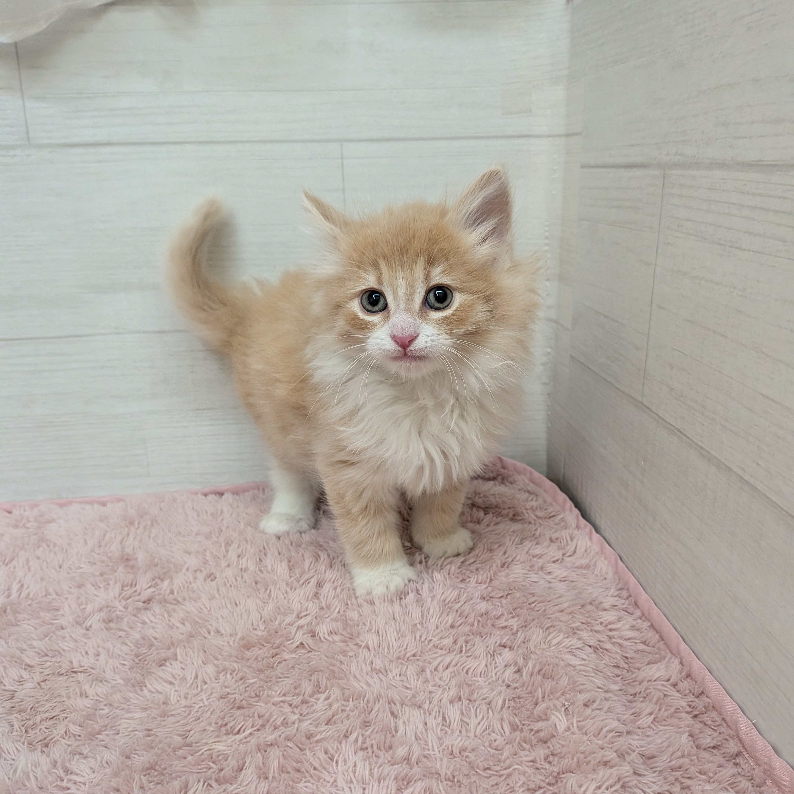 愛知県のノルウェージャンフォレストキャット (犬の家＆猫の里碧南店/2026年2月1日生まれ/男の子/クリームタビーホワイト)の子猫の4枚目の画像