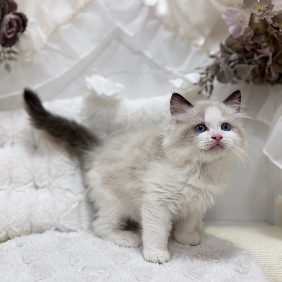 岐阜県のラグドール (犬の家＆猫の里カラフルタウン岐阜店/2026年2月1日生まれ/男の子/シールポイントバイカラー)の子猫の4枚目の画像