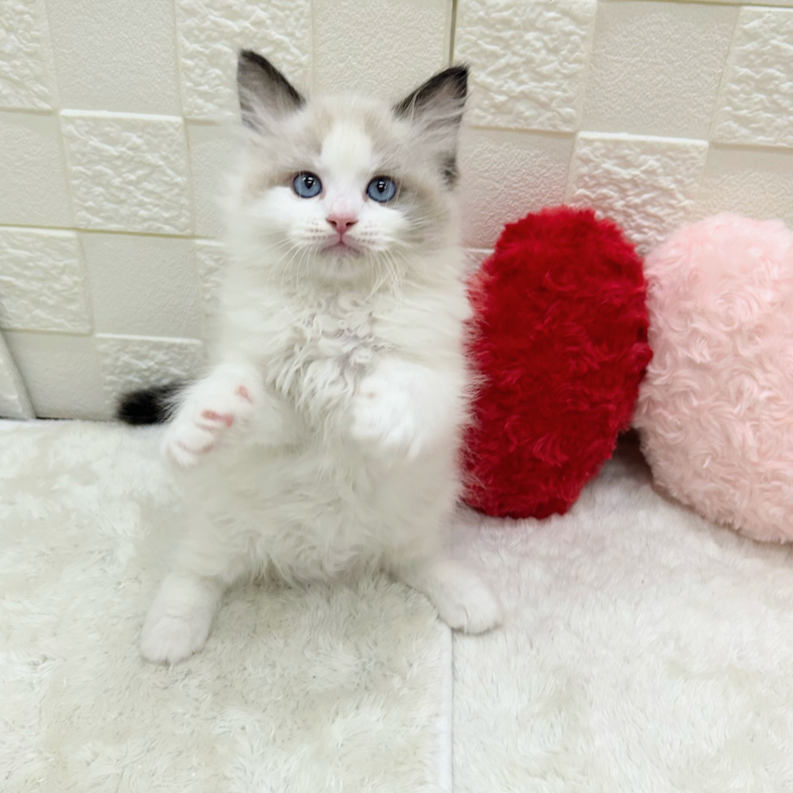 愛知県のラグドール (犬の家＆猫の里アミーゴ神の倉店/2026年2月1日生まれ/男の子/シールポイントバイカラー)の子猫の4枚目の画像