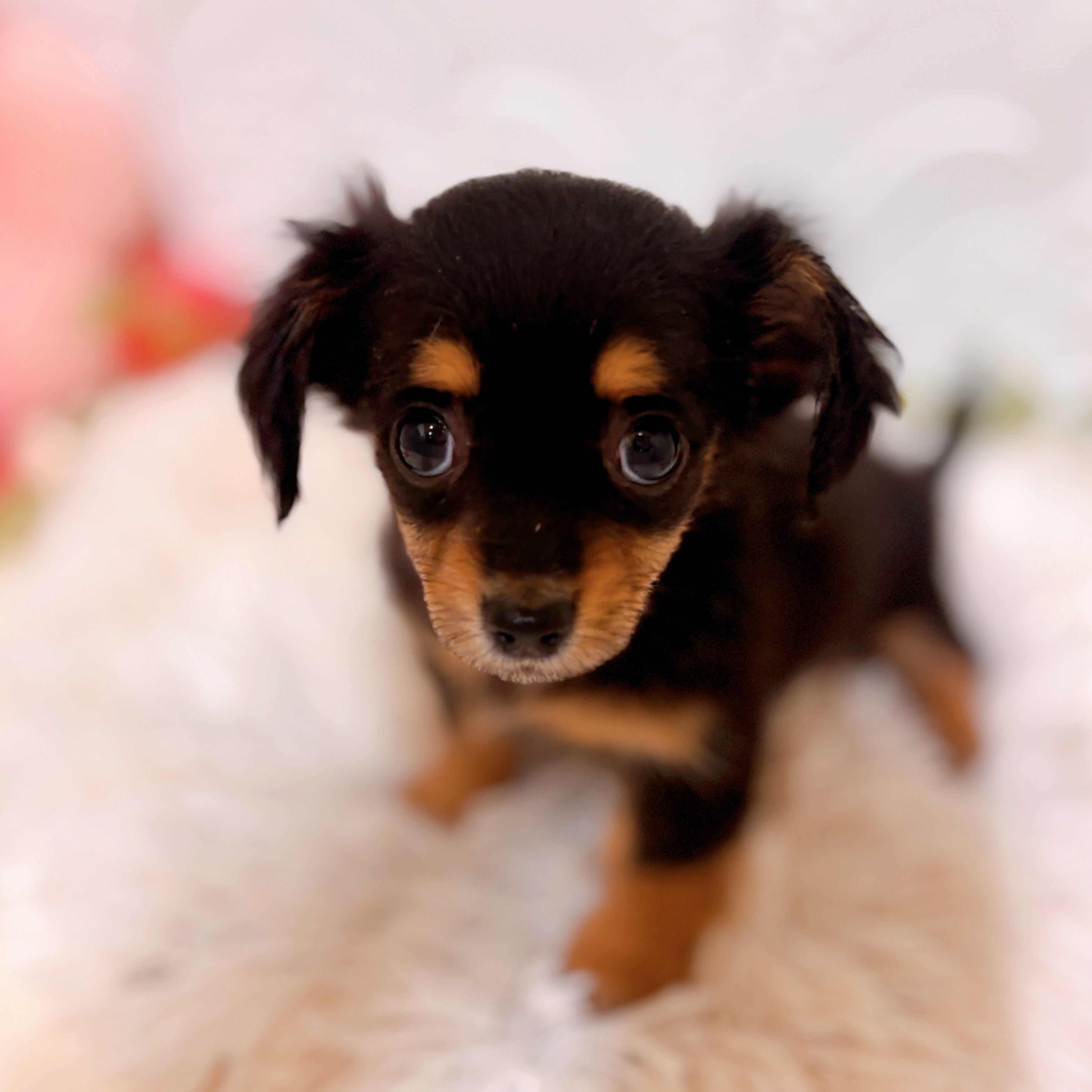愛知県のチワックス(チワワ×ダックス) (犬の家＆猫の里岡崎店/2026年1月30日生まれ/女の子/ブラックタン)の子犬の4枚目の画像