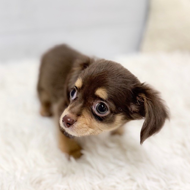 愛知県のチワックス(チワワ×ダックス) (犬の家＆猫の里豊田店/2026年1月30日生まれ/男の子/チョコレートタン)の子犬の4枚目の画像