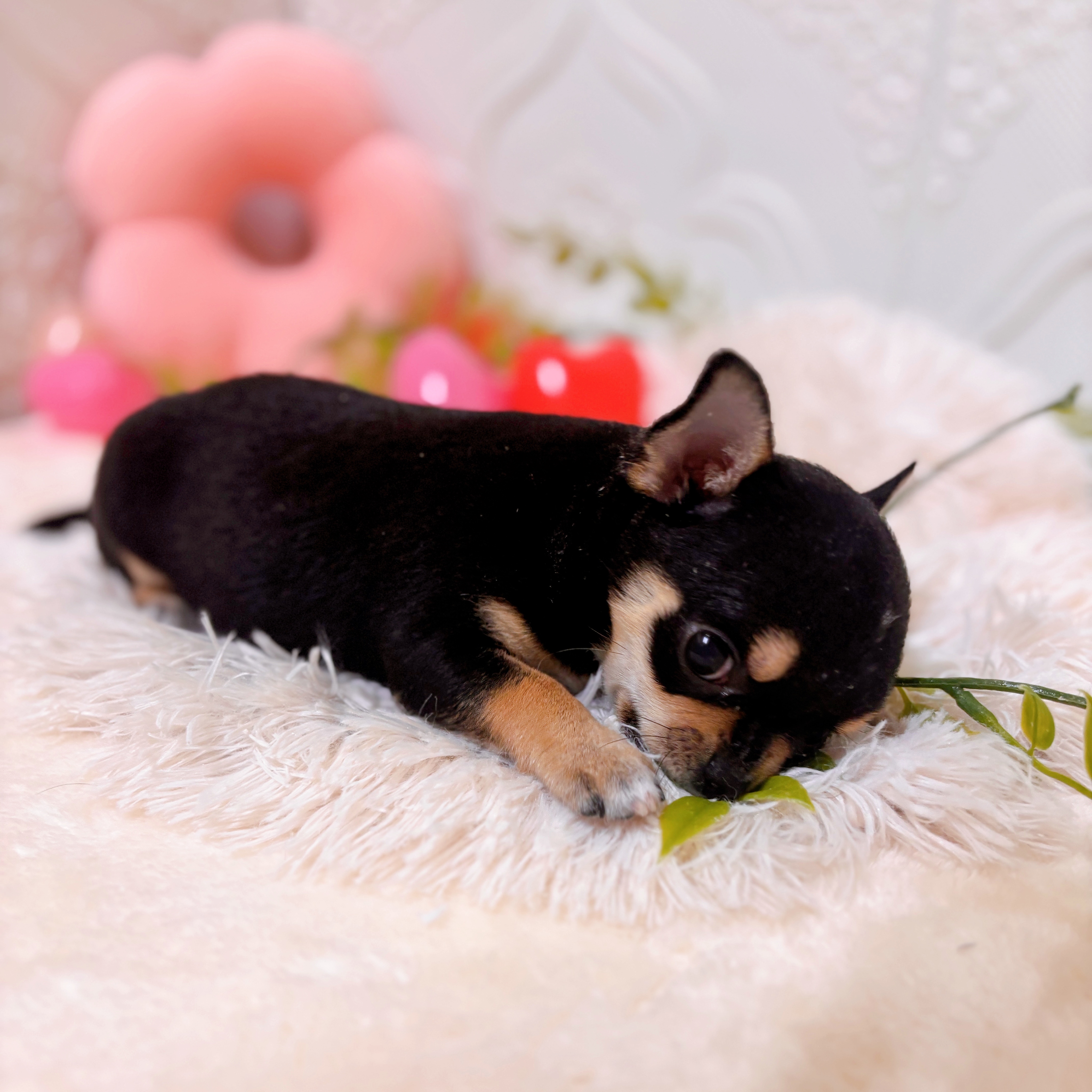 愛知県のチワワ(スムース) (犬の家＆猫の里岡崎店/2026年1月30日生まれ/女の子/ブラックタンホワイト)の子犬の4枚目の画像