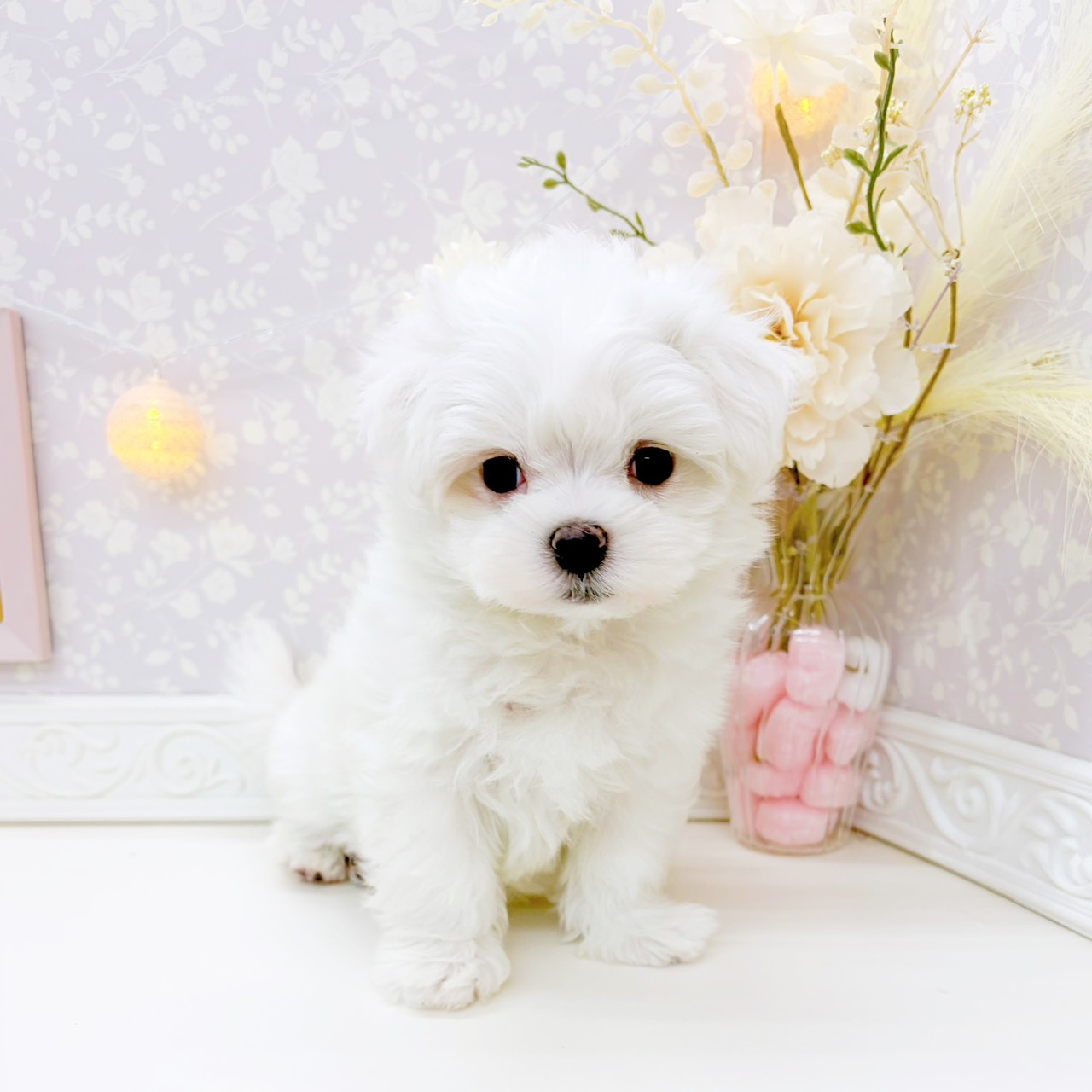 富山県のマルチーズ (犬の家＆猫の里富山店/2026年1月28日生まれ/男の子/ホワイト)の子犬の4枚目の画像