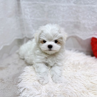 滋賀県のマルチーズ (犬の家＆猫の里長浜店/2026年1月28日生まれ/男の子/ホワイト)の子犬の4枚目の画像