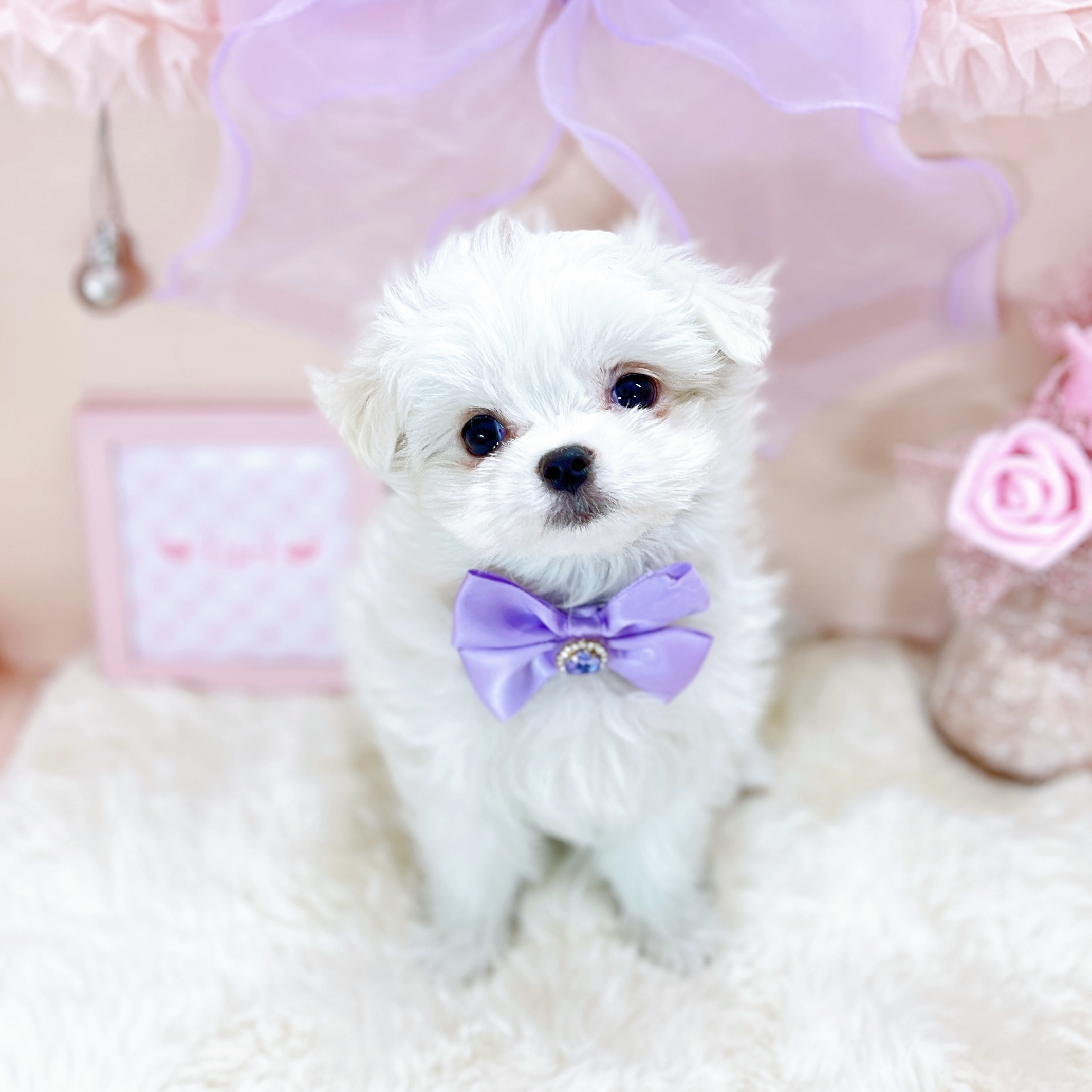 福井県のマルチーズ (犬の家＆猫の里アミーゴ福井大和田店/2026年1月28日生まれ/女の子/ホワイト)の子犬の4枚目の画像