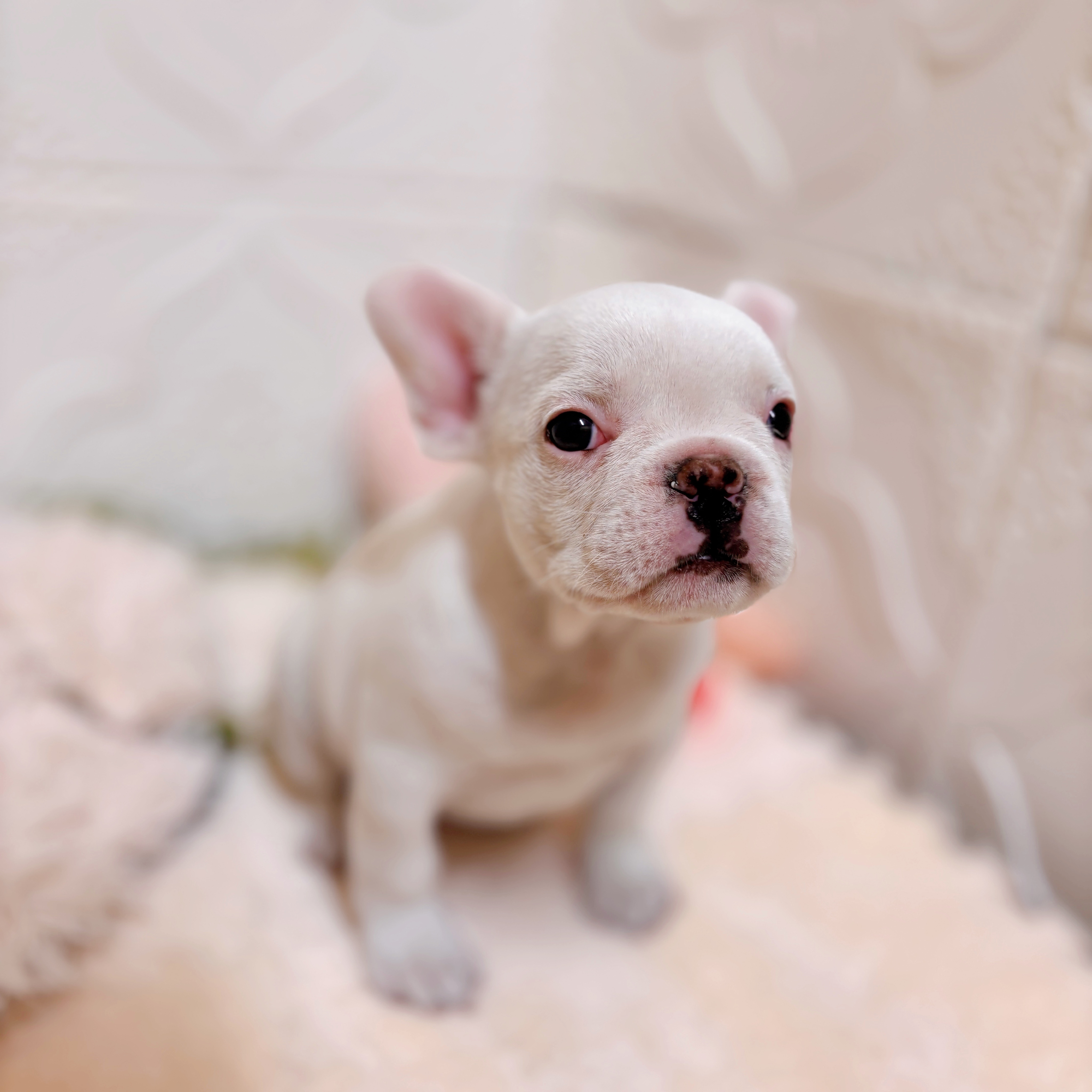 愛知県のフレンチブルドッグ (犬の家＆猫の里岡崎店/2026年1月28日生まれ/男の子/クリーム)の子犬の4枚目の画像