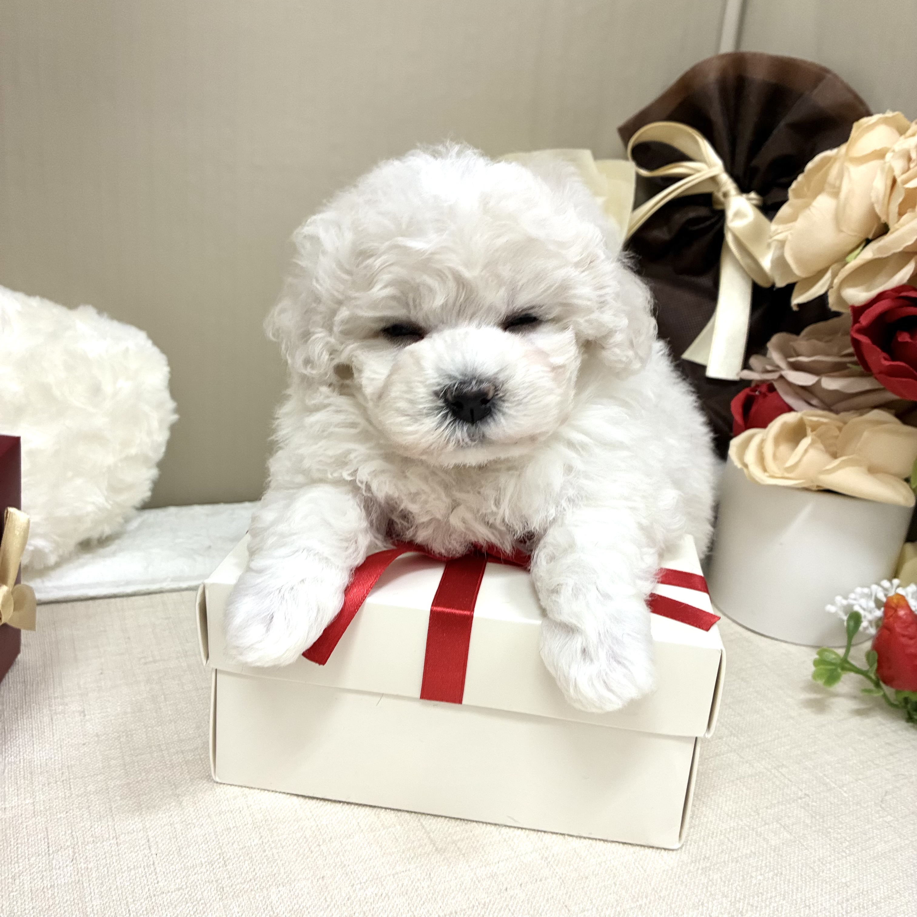 千葉県のビションフリーゼ (犬の家＆猫の里ワンズモール稲毛店/2026年2月2日生まれ/女の子/ホワイト)の子犬の4枚目の画像