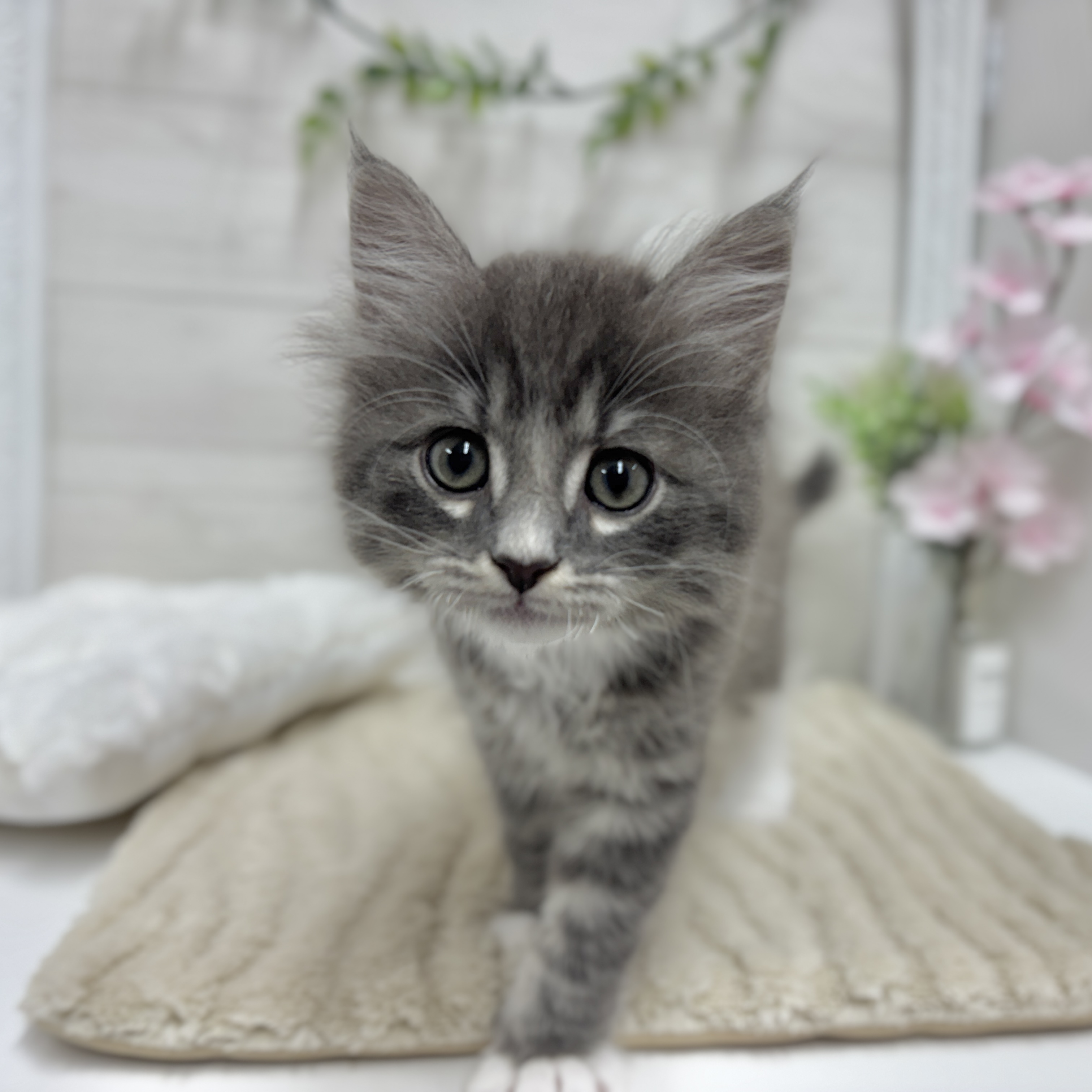 神奈川県のマンチカン (犬の家＆猫の里相模原店/2026年2月3日生まれ/男の子/ブルータビーホワイト)の子猫の4枚目の画像