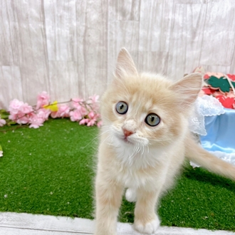 神奈川県のマンチカン (犬の家＆猫の里小田原店/2026年2月3日生まれ/男の子/クリームタビーホワイト)の子猫の1枚目の画像