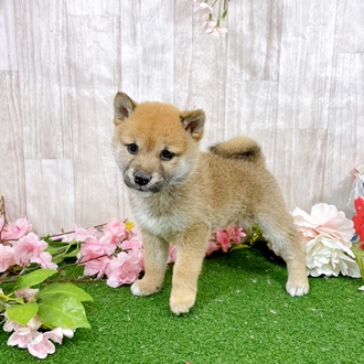 神奈川県の柴犬(標準サイズ) (犬の家＆猫の里小田原店/2026年2月2日生まれ/女の子/赤)の子犬の4枚目の画像