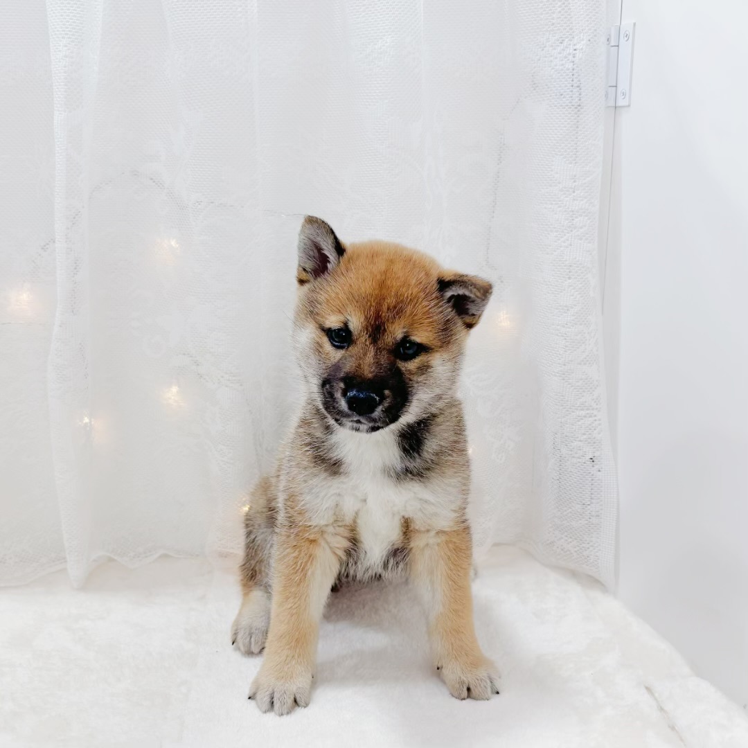 柴犬女の子の写真