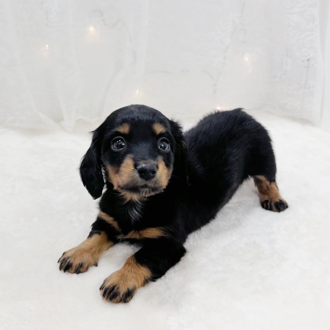 ミニチュアダックス女の子の写真