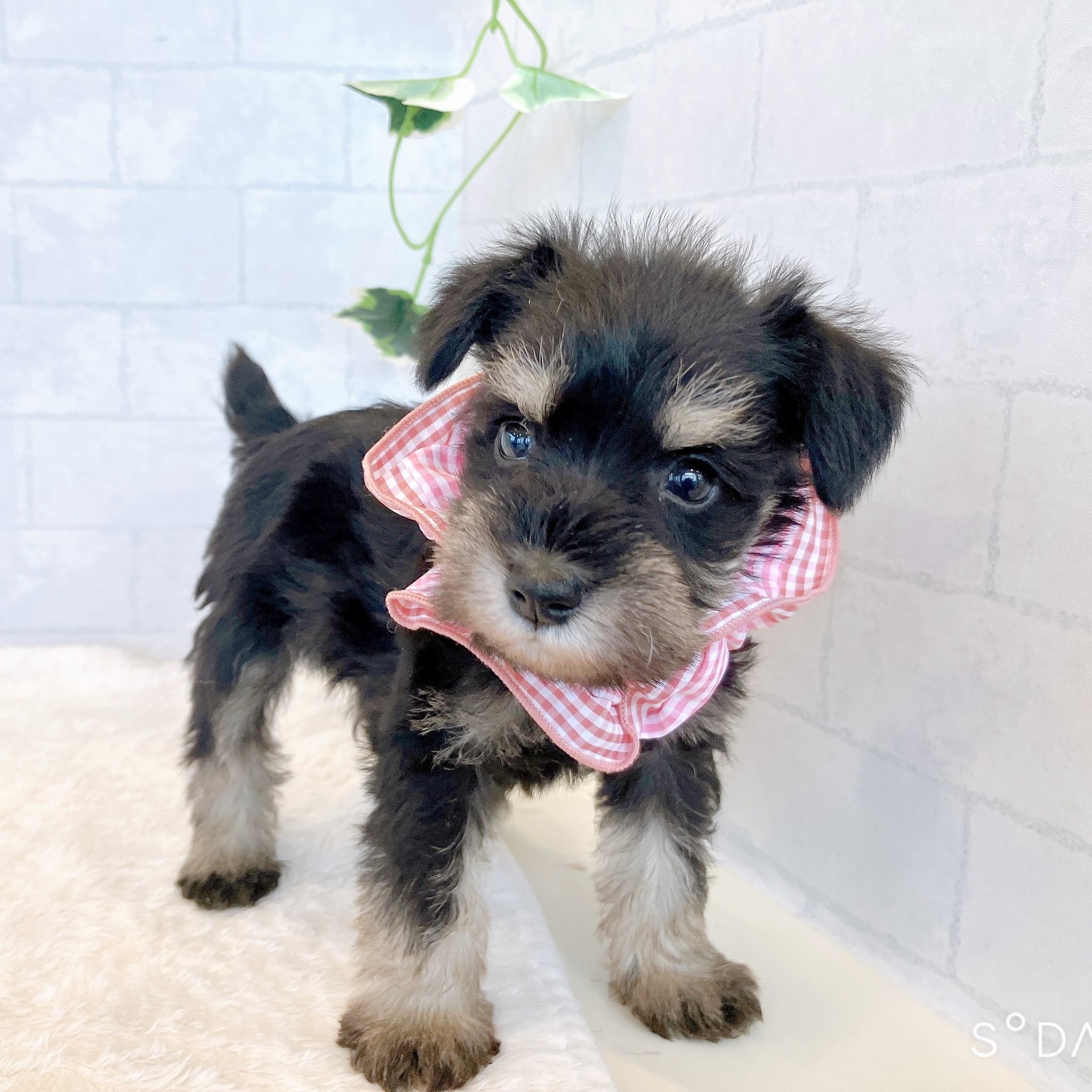 石川県のミニチュアシュナウザー (犬の家＆猫の里金沢店/2026年2月3日生まれ/女の子/ブラックシルバー)の子犬の4枚目の画像