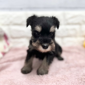 静岡県のミニチュアシュナウザー (犬の家＆猫の里アミーゴ浜松和田店/2026年2月3日生まれ/男の子/ブラックシルバー)の子犬の4枚目の画像