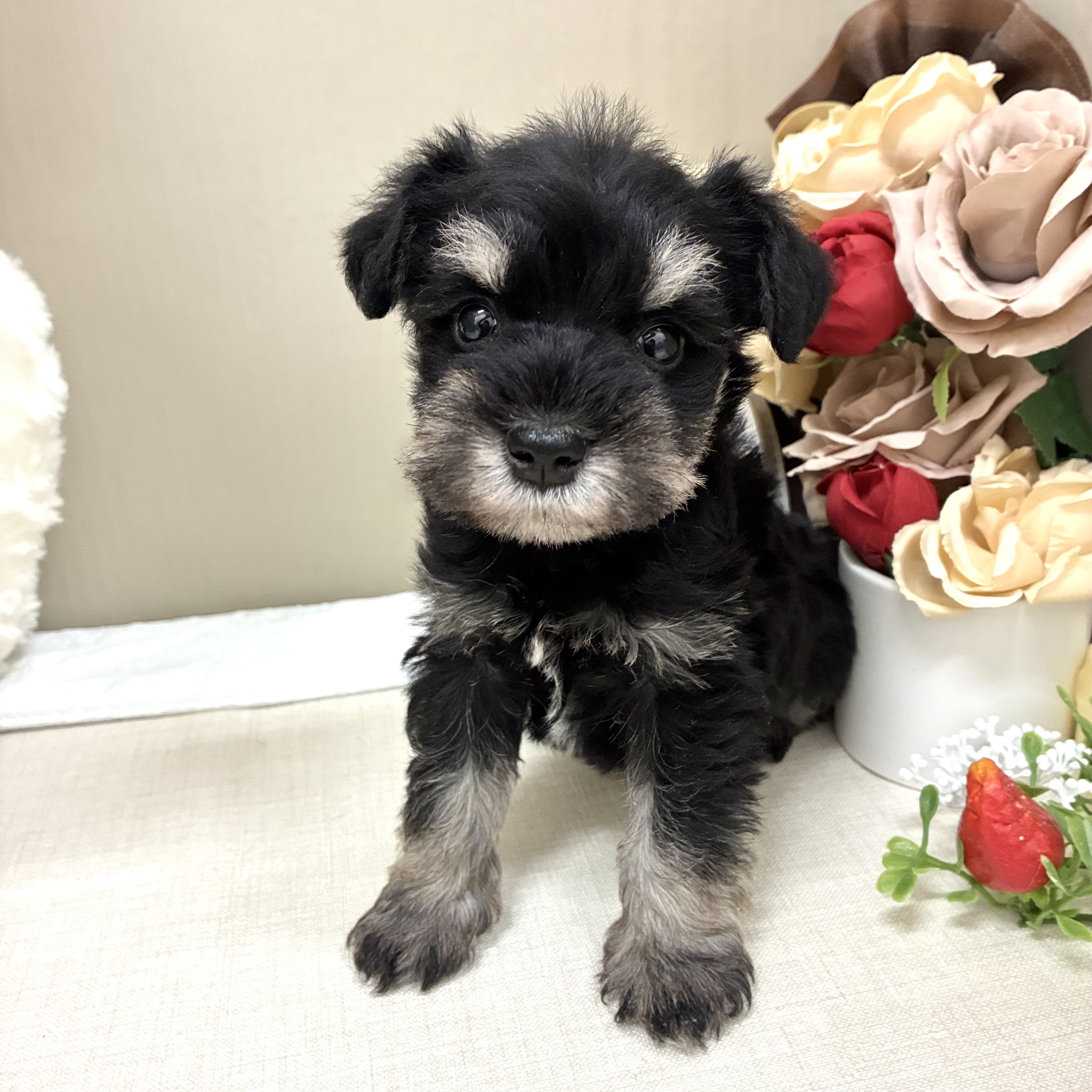 千葉県のミニチュアシュナウザー (犬の家＆猫の里ワンズモール稲毛店/2026年2月3日生まれ/男の子/ブラックシルバー)の子犬の4枚目の画像