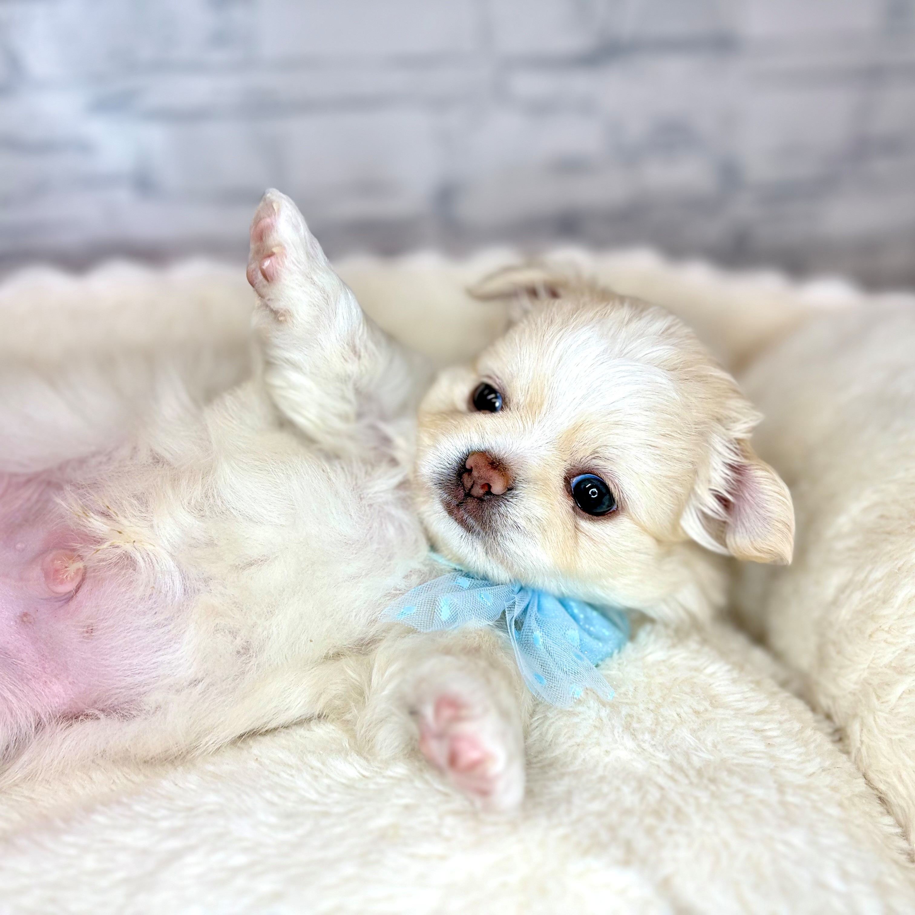 長野県のチワワ(ロング) (犬の家＆猫の里長野店/2026年2月3日生まれ/男の子/クリーム)の子犬の4枚目の画像