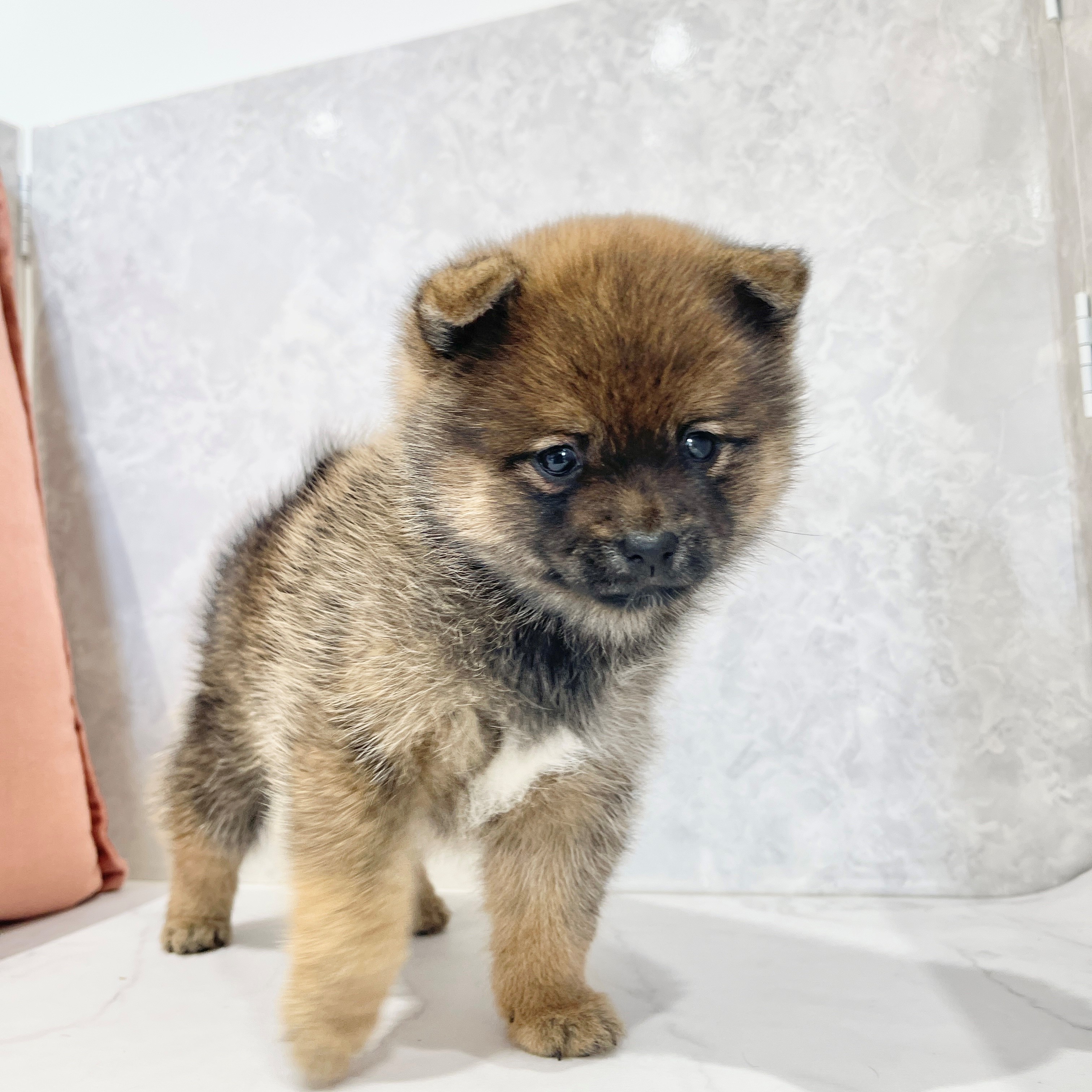 福岡県のポメ柴/豆ポメ/ポメ豆柴(ポメラニアン×柴犬) (犬の家＆猫の里くりえいと宗像店/2026年2月3日生まれ/男の子/赤)の子犬の4枚目の画像