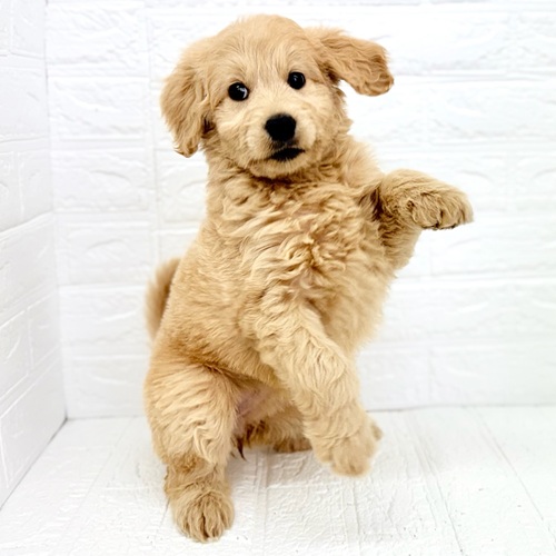 愛知県のゴールデンドゥードゥル(ゴールデン×プードル) (犬の家＆猫の里豊川インター店/2026年2月3日生まれ/女の子/アプリコット)の子犬の4枚目の画像