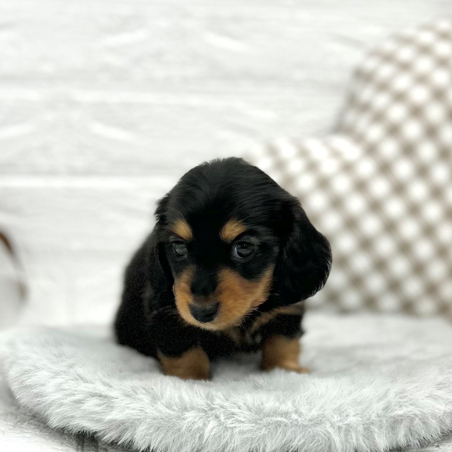 愛知県のミニチュアダックスフンド(ロング) (犬の家＆猫の里豊川インター店/2026年2月1日生まれ/男の子/ブラックタン)の子犬の4枚目の画像