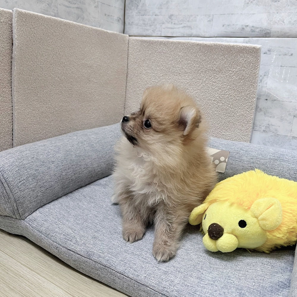 長野県のポメラニアン (犬の家＆猫の里塩尻店/2026年2月1日生まれ/女の子/オレンジ)の子犬の4枚目の画像