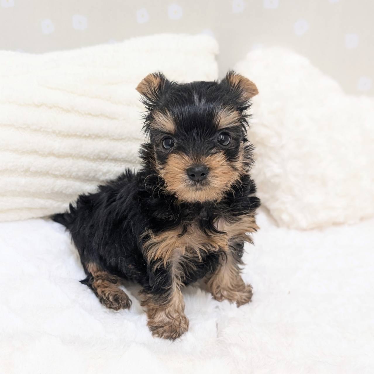 愛知県のヨークシャーテリア (犬の家＆猫の里安城店/2026年1月31日生まれ/女の子/スチールブルータン)の子犬の4枚目の画像