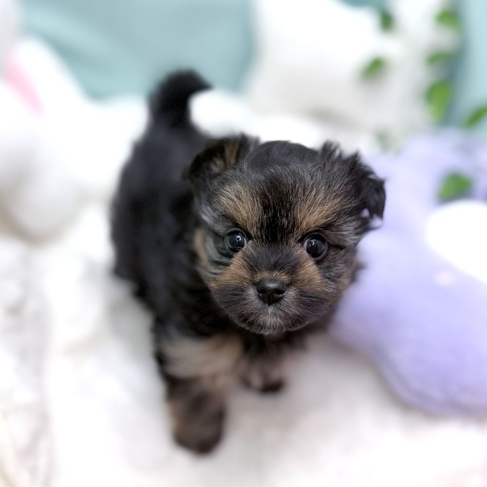 愛知県のポメキー(ポメラニアン×ヨークシャーテリア) (犬の家＆猫の里愛知刈谷店/2026年2月2日生まれ/女の子/ブラックタン)の子犬の4枚目の画像