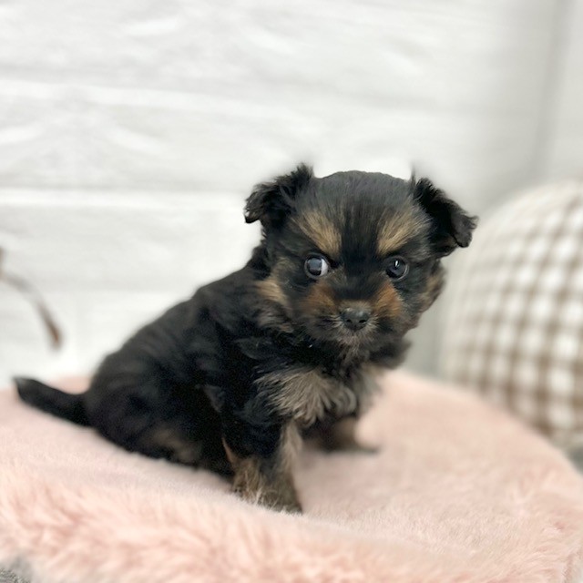 愛知県のポメキー(ポメラニアン×ヨークシャーテリア) (犬の家＆猫の里豊川インター店/2026年2月2日生まれ/女の子/ブラックタン)の子犬の4枚目の画像
