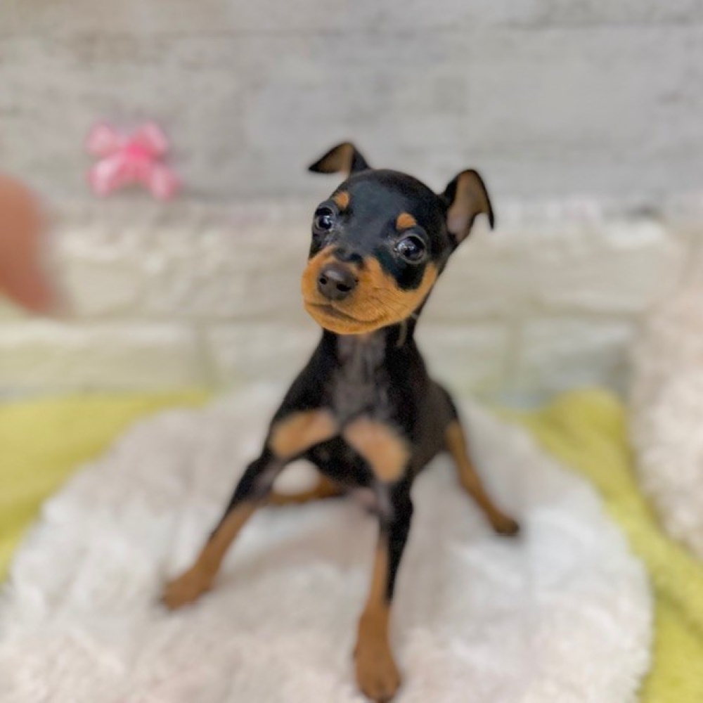 静岡県のミニチュアピンシャー (犬の家＆猫の里プレ葉ウォーク浜北店/2026年2月18日生まれ/男の子/ブラックタン)の子犬の1枚目の画像