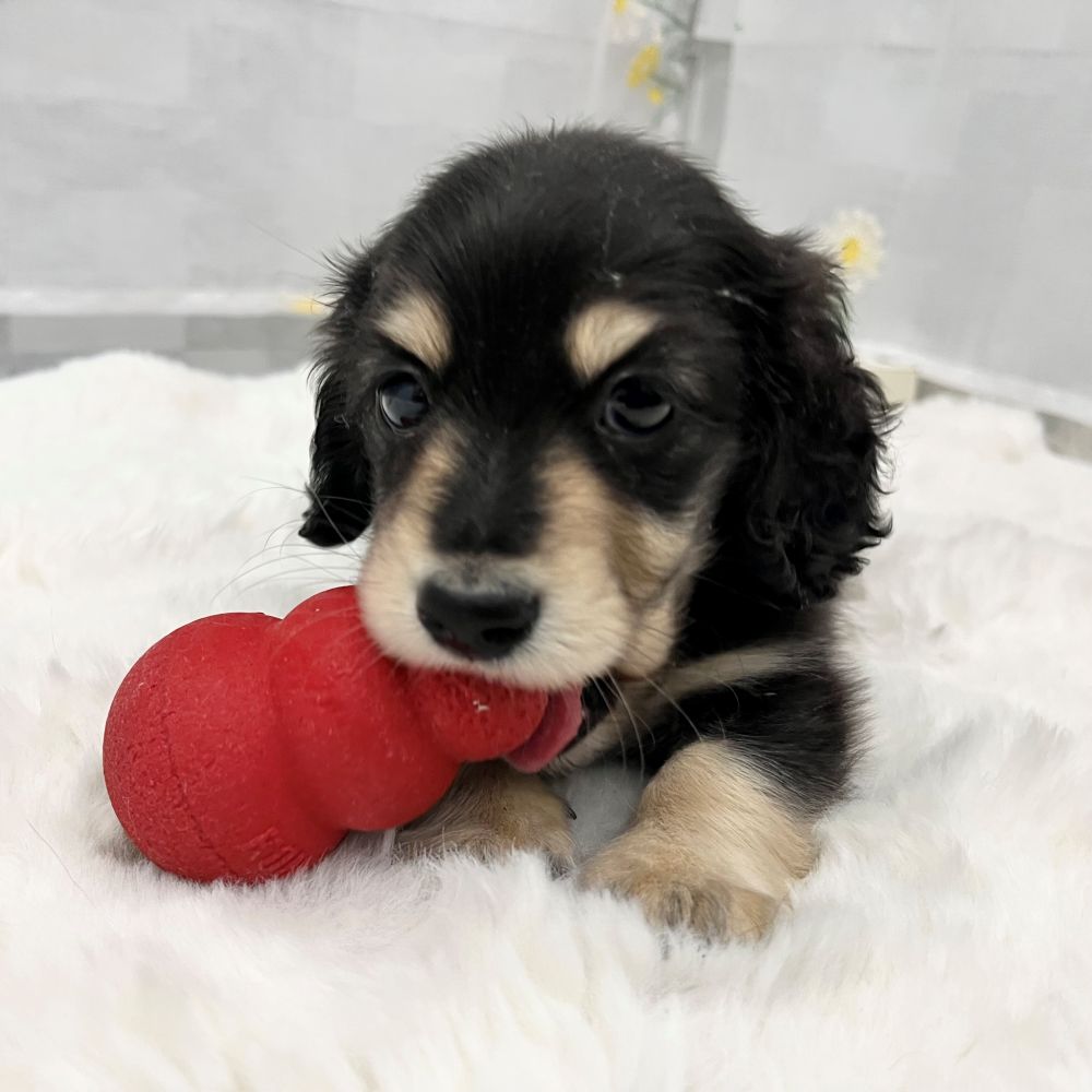 静岡県のミニチュアダックスフンド(ロング) (犬の家＆猫の里MEGAドン・キホーテ袋井店/2026年2月3日生まれ/男の子/ブラックイエロー)の子犬の4枚目の画像